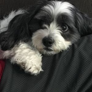 Meet your Posher, Misty